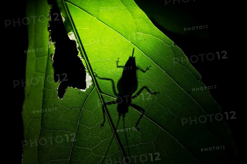 Grasshopper, shadow on a leaf at night in the jungle, Amani Nature Forest Reserve, Eastern Usambara Mountains, Tanga, Tanzania