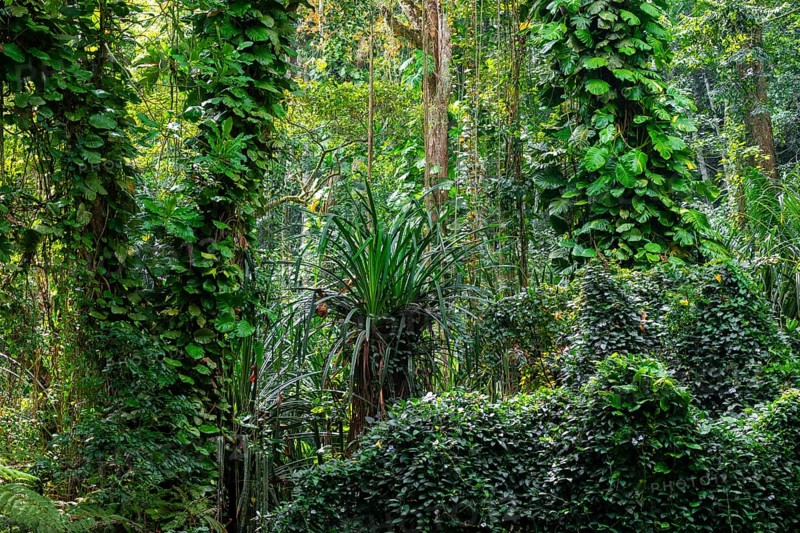 Overgrown tree in jungle, Amani Nature Forest Reserve, Eastern Usambara Mountains, Tanga, Tanzania