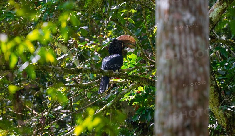 Silver-cheeked hornbill (Bycanistes brevis) in the jungle, Amani Nature Forest Reserve, Eastern Usambara Mountains, Tanga, Tanzania