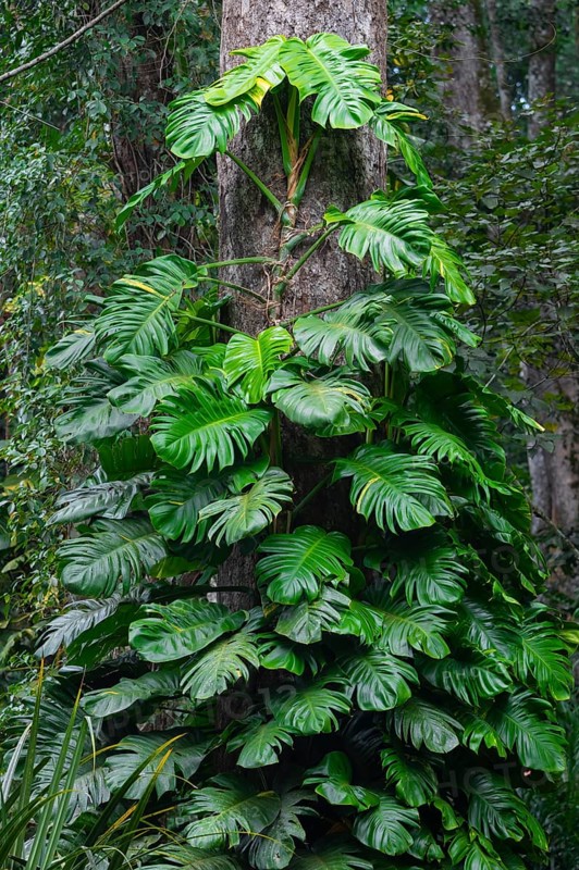 Overgrown tree in jungle, Amani Nature Forest Reserve, Eastern Usambara Mountains, Tanga, Tanzania