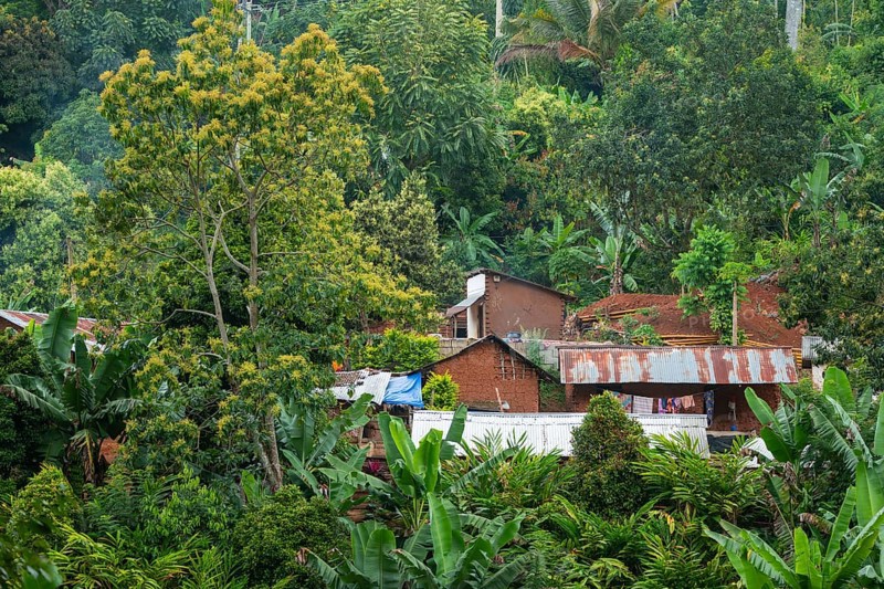 Houses in a settlement in the Amani Nature Forest Reserve, Eastern Usambara Mountains, Tanga, Tanzania