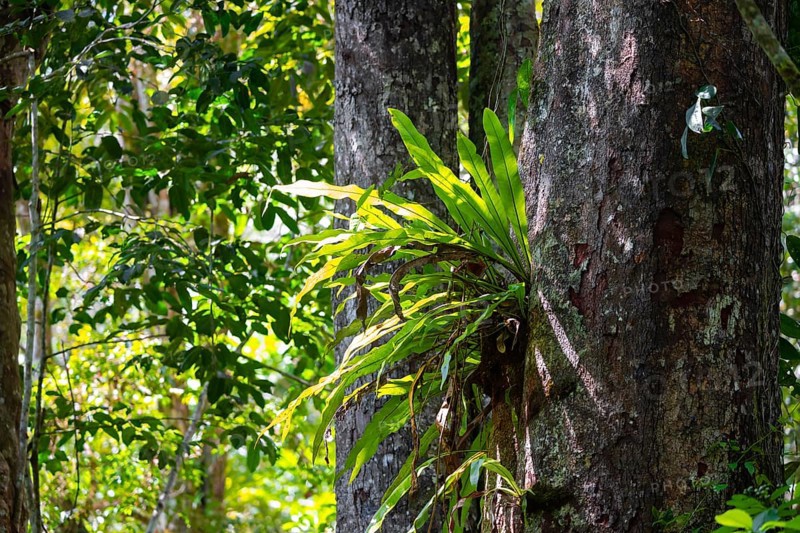 Epiphyte, fern, overgrown tree in the jungle, Amani Nature Forest Reserve, Eastern Usambara Mountains, Tanga, Tanzania