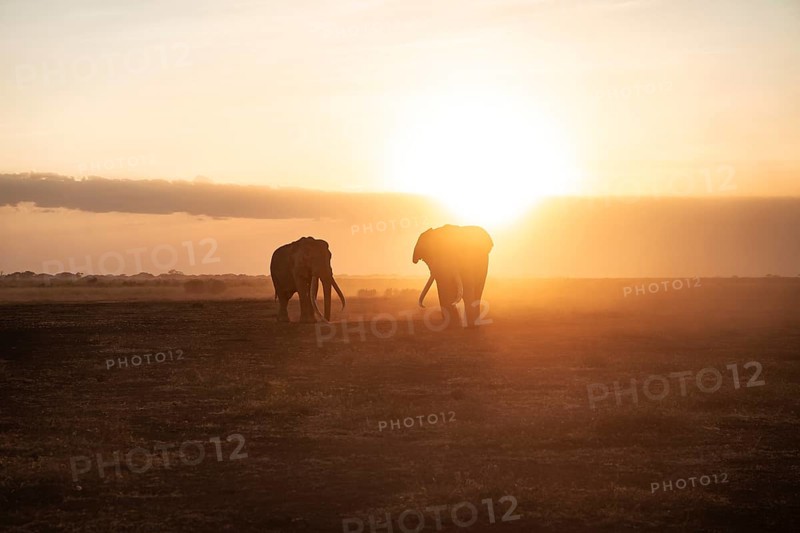 Backlight, African elephant (Loxodonta africana), the famous Super Tusker elephant Craig and Pascal, old bull elephants with long tusks, at sunset, Amboseli, Kenya