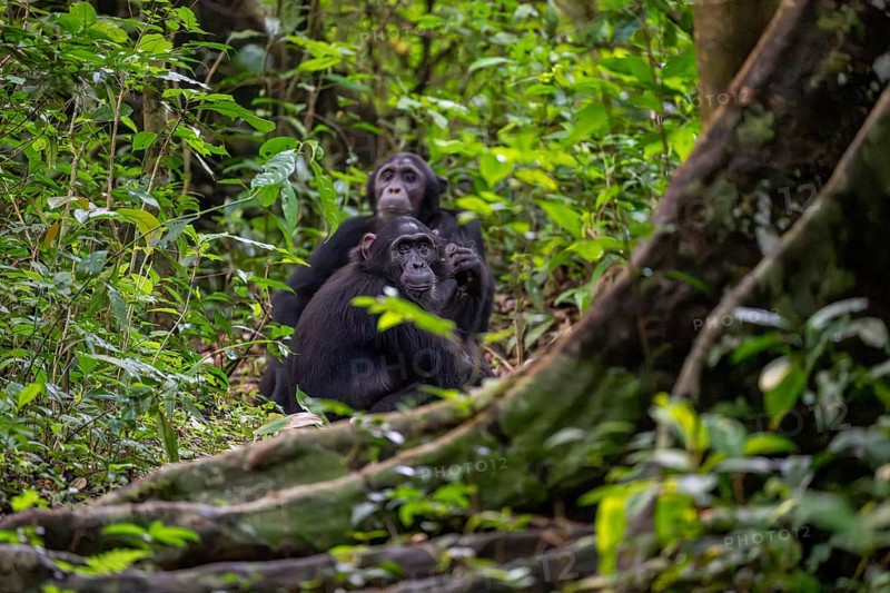 Chimpanzee (Pan Troglodytes), adult male on the ground in the jungle, Murchison Falls National Park, Uganda