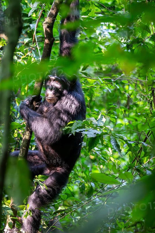 Chimpanzee (Pan Troglodytes), adult male shimmering in the jungle, Murchison Falls National Park, Uganda