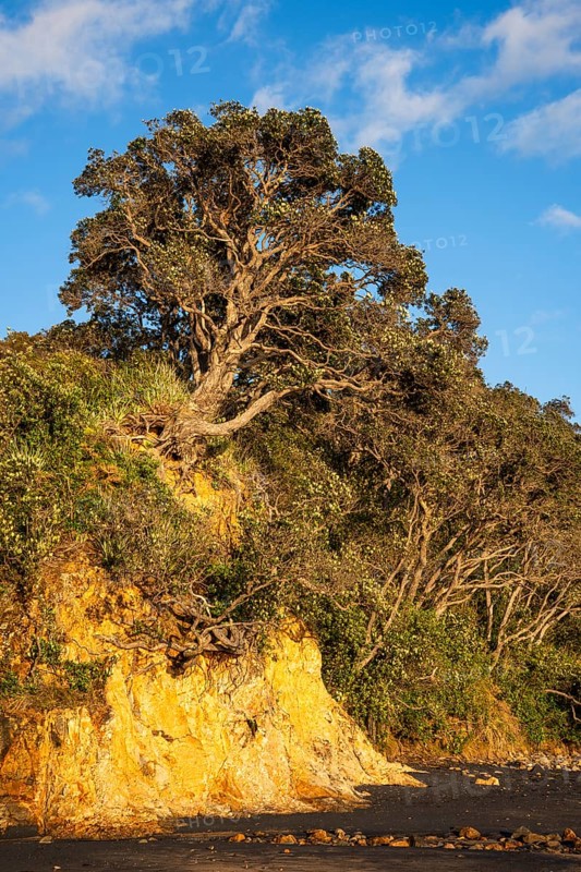 New Zealand Christmas tree (Metrosideros) in Otara Bay. Morning, golden hour.Otara Bay, Coromandel Peninsula, Waikato, New Zealand