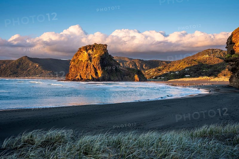 Landscape in New Zealand with sea and sandy beach. Piha Beach and Lion Rock. People on the beach, surfers in the water. In the evening, golden hour. Piha, Waitakere Ranges, West Auckland, New Zealand