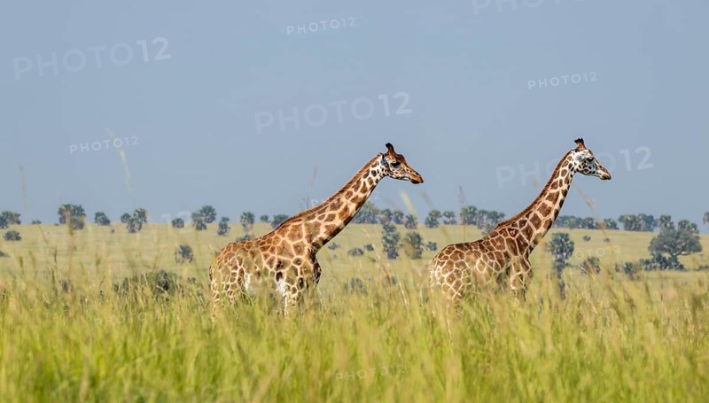 Rothschild giraffes in Murchison Falls National Park, Uganda