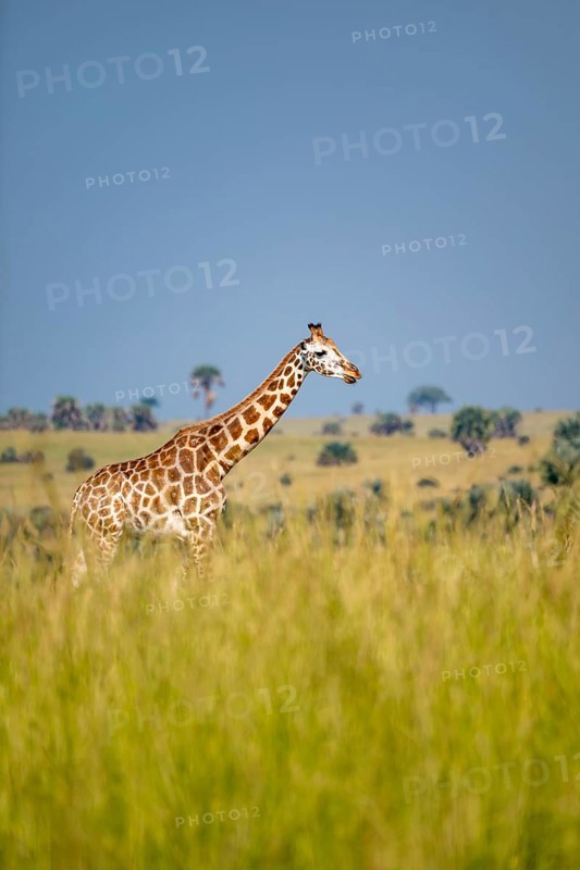 Rothschild giraffes in Murchison Falls National Park, Uganda