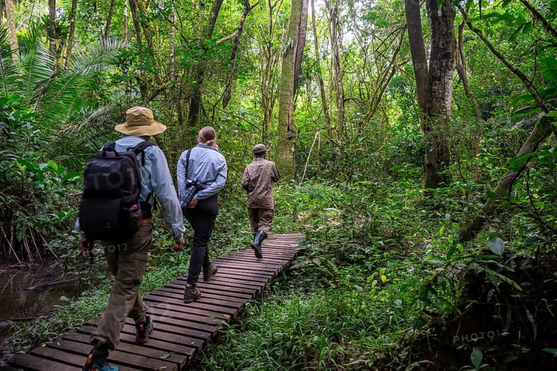 Tourists and rangers run in the jungle, Kibale National Park, Uganda