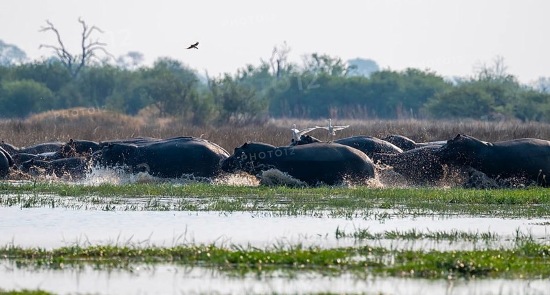 Herd of hippos (Hippopotamus amphibius) run into the water, Okavango Delta, Botswana