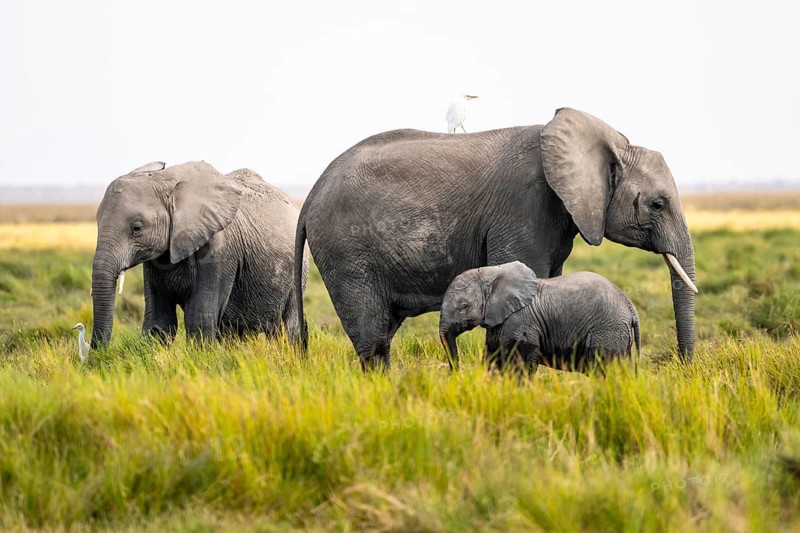 Animal Family, African Elephant (Loxodonta africana), Amboseli National Park, Rift Valley Province, Kenya