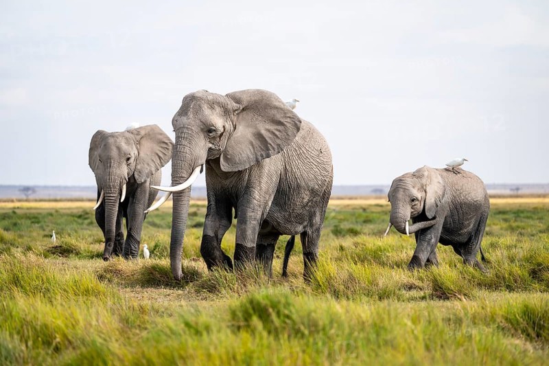 Three African elephants (Loxodonta africana), herons on their backs, Amboseli National Park, Rift Valley Province, Kenya