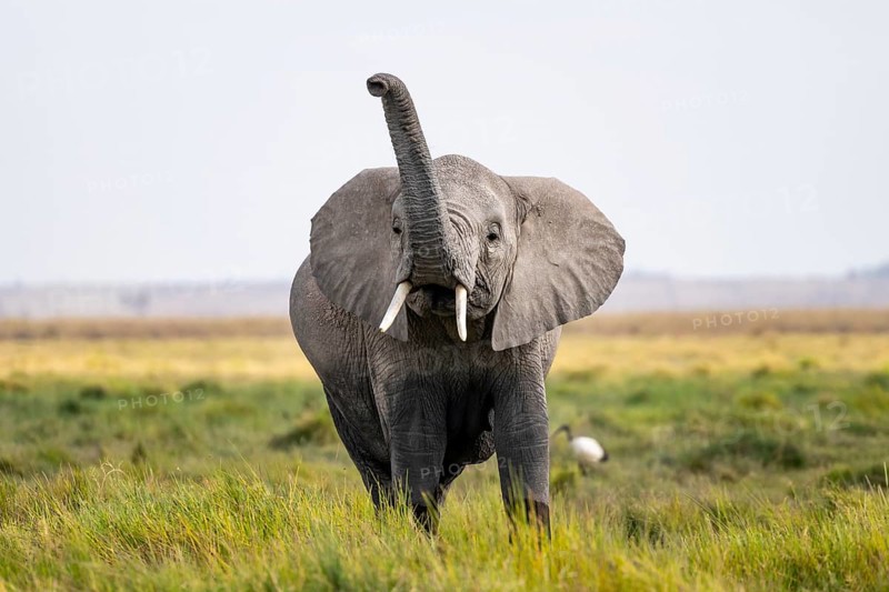 African elephant (Loxodonta africana), aggression or smell, herd of young animals in Amboseli National Park, Rift Valley Province, Kenya