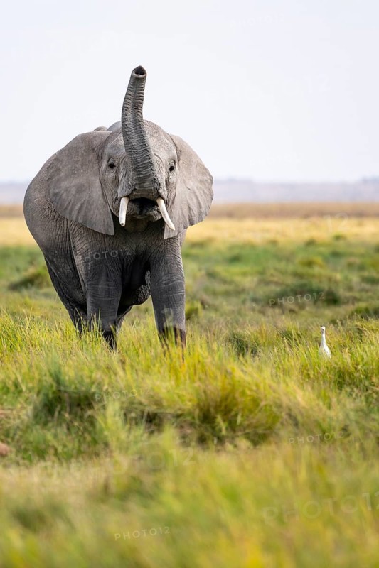 African elephant (Loxodonta africana), aggression or smell, herd of young animals in Amboseli National Park, Rift Valley Province, Kenya