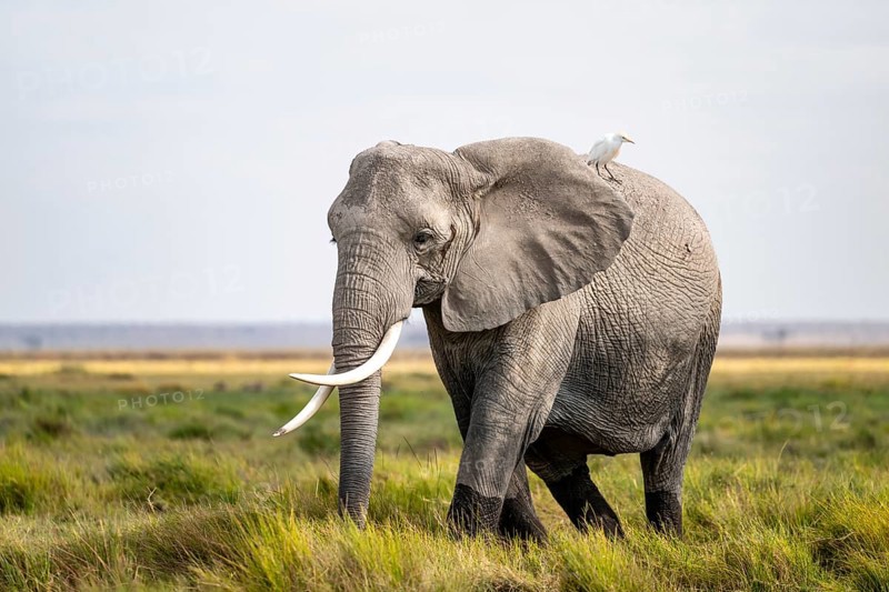 African elephant (Loxodonta africana), cow heron on the back, Amboseli National Park, Rift Valley Province, Kenya