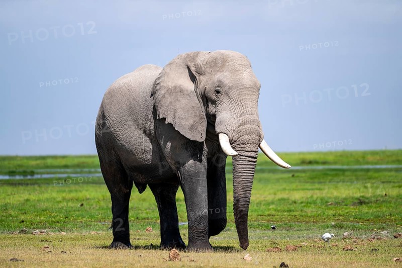 Big male, African elephant (Loxodonta africana), Amboseli National Park, Rift Valley Province, Kenya