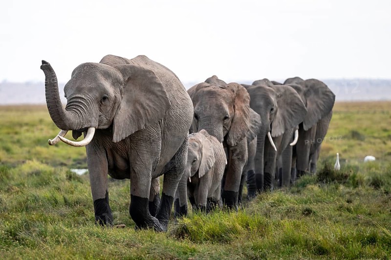 Herd walks in line, trunk raised, African elephant (Loxodonta africana), Amboseli National Park, Rift Valley Province, Kenya