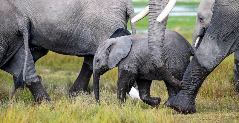 African elephant (Loxodonta africana) with baby, young and dam, Amboseli National Park, Rift Valley Province, Kenya
