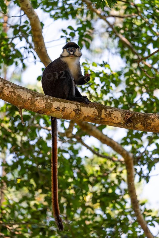 Red-tailed monkeys or Congo white-nosed monkeys (Cercopithecus ascanius schmidti), Kibale National Park, Uganda