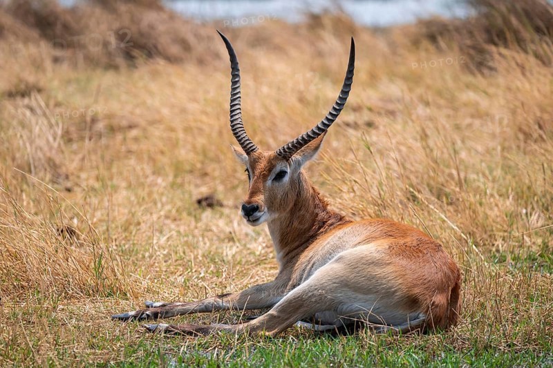 Letschwe or litchi bog antelope (Kobus leche), adult male, in tall dry grass, Okavango Delta, Moremi Game Reserve, Botswana