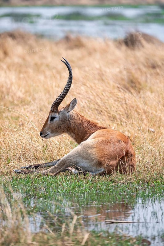 Letschwe or litchi bog antelope (Kobus leche), adult male, in tall dry grass, Okavango Delta, Moremi Game Reserve, Botswana