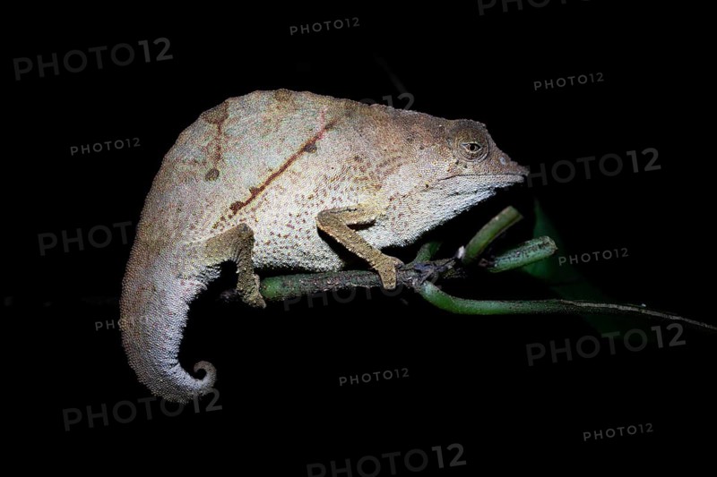 Zomba dwarf chameleon (Rieppeleon brachyurus), white chameleon on a branch at night, Amani Nature Forest Reserve, Eastern Usambara Mountains, Tanga, Tanzania
