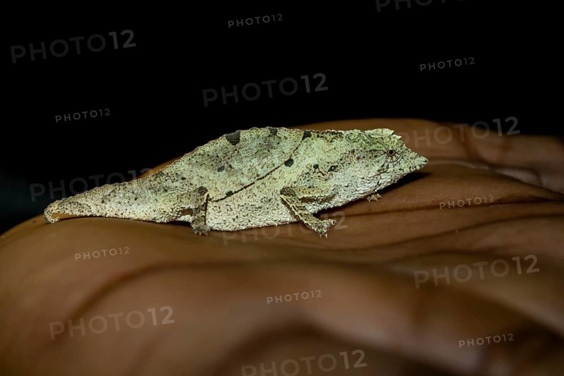 Zomba dwarf chameleon (Rieppeleon brachyurus), white chameleon on one hand, Amani Nature Forest Reserve, Eastern Usambara Mountains, Tanga, Tanzania