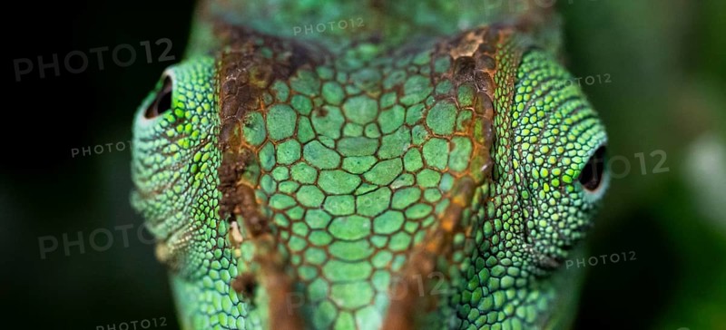 Animal portrait, squishy bihorned chameleon (Kinyongia matschiei), juvenile male, chameleon on a leaf at night, Amani Nature Forest Reserve, Eastern Usambara Mountains, Tanga, Tanzania