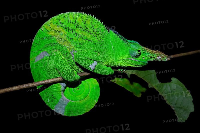 Squishy bihorn chameleon (Kinyongia matschiei), adult male, chameleon on a branch at night, Amani Nature Forest Reserve, Eastern Usambara Mountains, Tanga, Tanzania