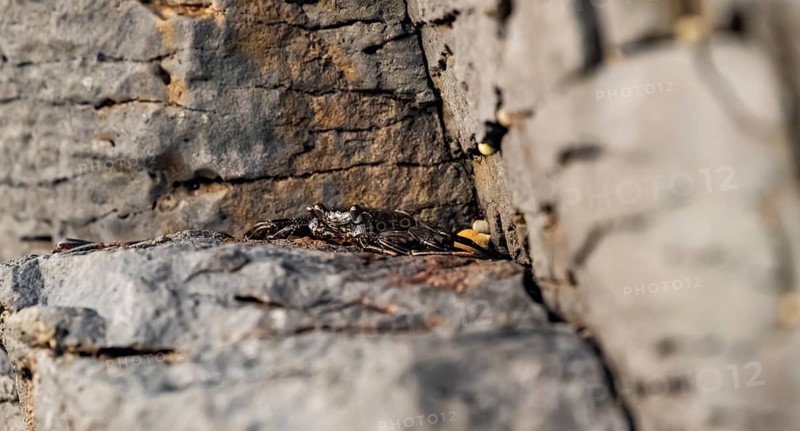 Red rock crab (Grapsus adscensionis), black young on a volcanic rock, coast, La Santa, Lanzarote, Canary Islands, Spain