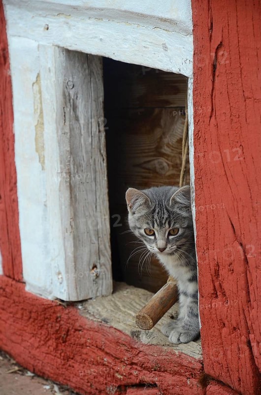 Gray kitten looks out through an opening in a half-timbered wall in Den gamle by, The old village, open air museum in Odense, Fyn island, Fuen, Denmark, Scandinavia