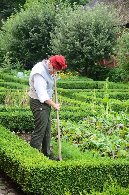 Man working in kitchen garden with boxwood hedges in Den gamle by, The old village, open air museum in Odense, Fyn island, Fuen, Denmark, Scandinavia