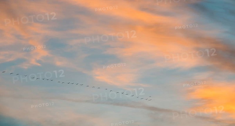 Wide sky with orange-blue clouds and a series of cranes (Grus grus) or gray crane or Eurasian crane at sunset in abbreviated V formation, formation flight, flock of birds on the horizon, atmospheric evening sky in orange, pink and blue, evening, many, migratory birds, swarm, birds, bird migration, Lüneburg district, Lower Saxony, Germany