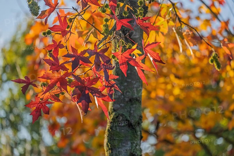 Amberbaum (Liquidambar styraciflua), Münsterland, North Rhine-Westphalia, Germany