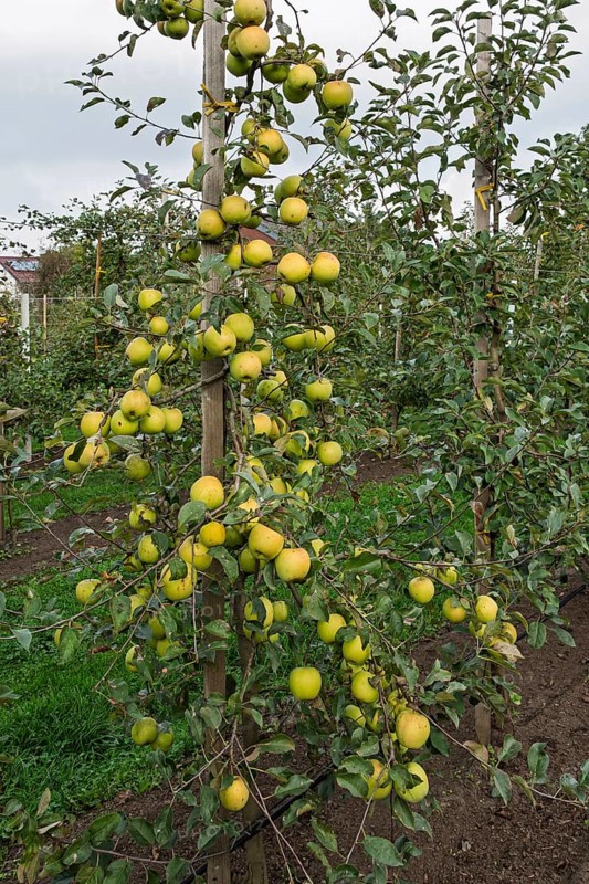 Apple tree (Malus domestica) with fruits, Münsterland, North Rhine-Westphalia, Germany