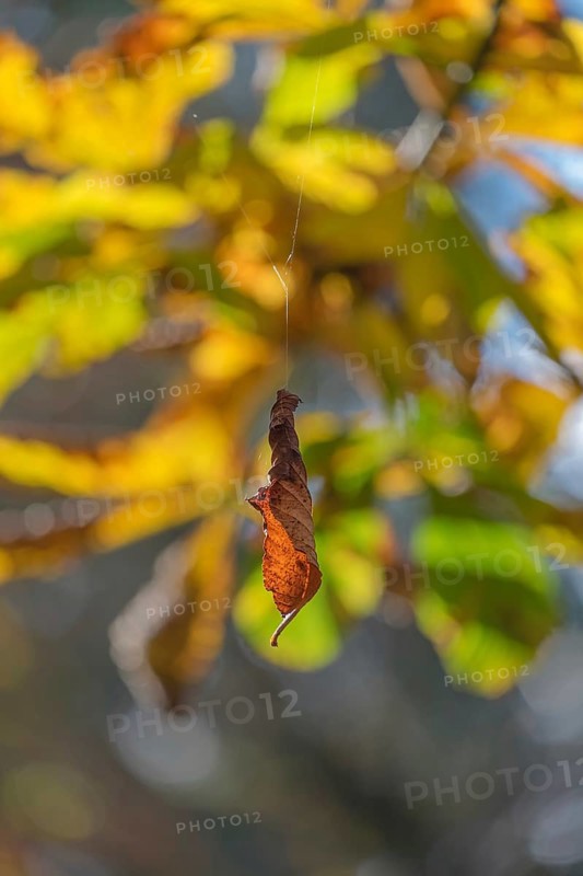Wilted leaf in autumn hangs on a thread, Münsterland, North Rhine-Westphalia, Germany