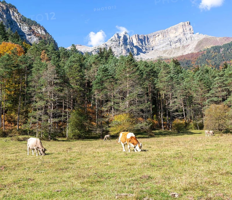 Cattle grazing in high mountain pasture, Selva de Oza, Valle de Hecho, Pyrenees Mountains, Huesca province, Aragon, Spain