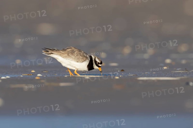 Ringed plover (Charadrius hiaticula) adult wader bird feeding on a worm on a beach, England, United Kingdom