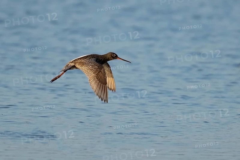 Spotted redshank (Tringa erythropus) adult wader bird flying over water of a lagoon, England, United Kingdom