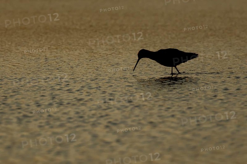 Spotted redshank (Tringa erythropus) silhouette of an adult wader bird feeding in a shallow lagoon at sunset, England, United Kingdom