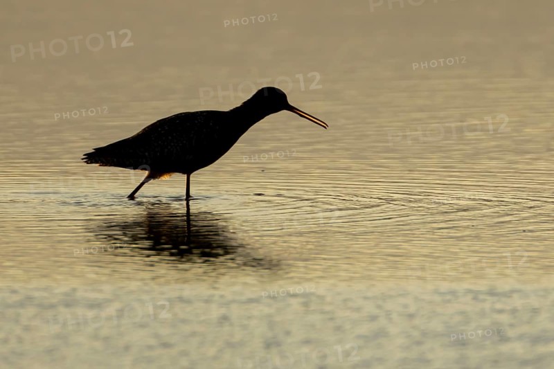 Spotted redshank (Tringa erythropus) silhouette of an adult wader bird calling in a shallow lagoon at sunset, England, United Kingdom