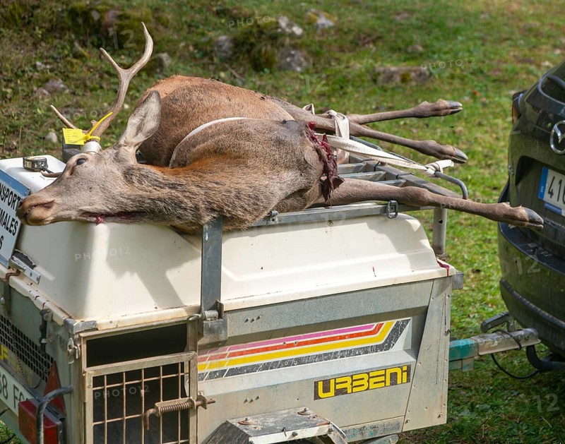 Trailer with dead stag deer killed in a hunt, Selva de Oza, Valle de Hecho, Pyrenees Mountains, Huesca province, Aragon, Spain