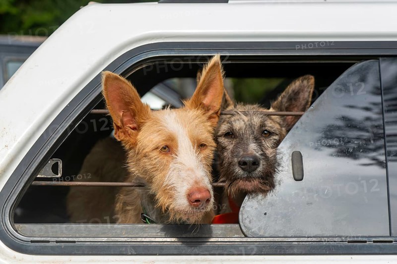 Faces of hunting dogs in car window, Selva de Oza, Valle de Hecho, Pyrenees Mountains, Huesca province, Aragon, Spain