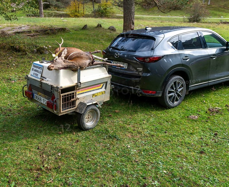 Car and trailer with dead stag deer killed in a hunt, Selva de Oza, Valle de Hecho, Pyrenees Mountains, Huesca province, Aragon, Spain