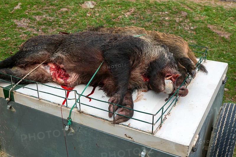 Dead wild boar pigs killed in a hunt, Selva de Oza, Valle de Hecho, Pyrenees Mountains, Huesca province, Aragon, Spain