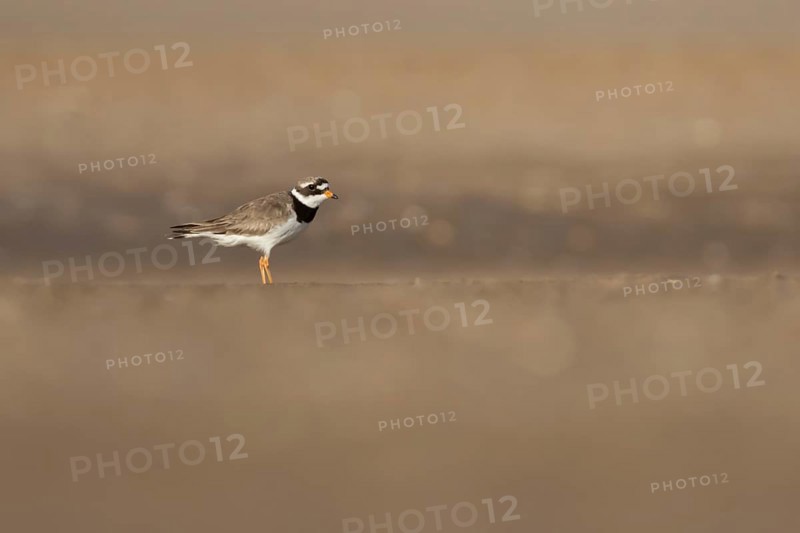 Ringed plover (Charadrius hiaticula) adult wader bird on a beach in summer, England, United Kingdom