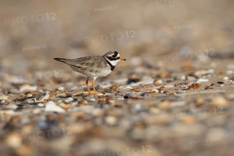Ringed plover (Charadrius hiaticula) adult wader bird on a shingle beach in summer, England, United Kingdom