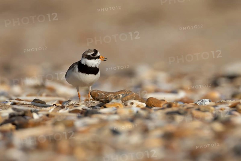 Ringed plover (Charadrius hiaticula) adult wader bird calling on a shingle beach in summer, England, United Kingdom