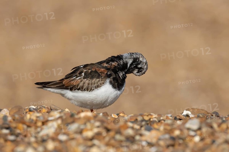 Ruddy turnstone (Arenaria interpres) adult wader bird in summer plumage on a shingle beach, England, United Kingdom